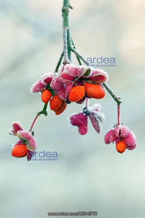 : Spindle Tree - ripened fruits with seeds covered : Spindle Tree - ripened fruits with seeds covered