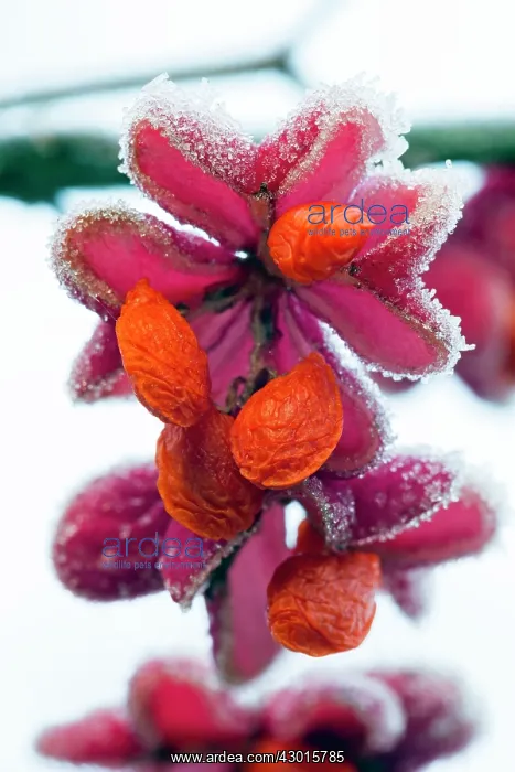 : Spindle Tree - ripened fruits with seeds covered : Spindle Tree - ripened fruits with seeds covered