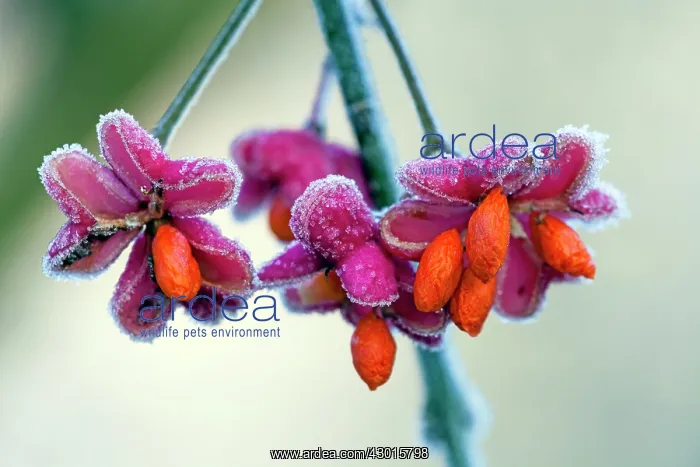 : Spindle Tree - ripened fruits with seeds covered : Spindle Tree - ripened fruits with seeds covered