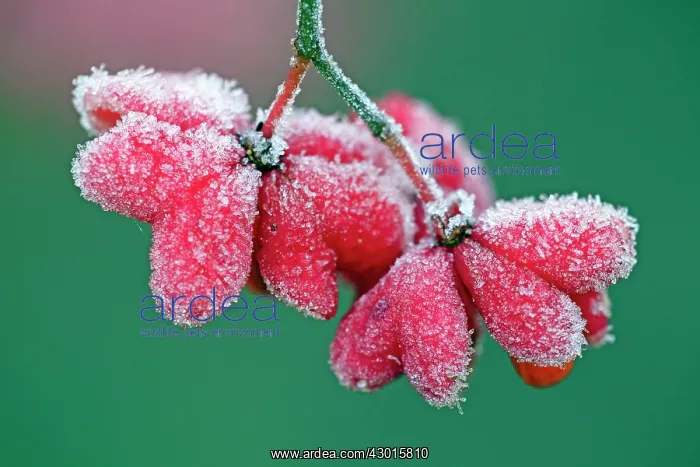 : Spindle Tree - ripened fruits with seeds covered : Spindle Tree - ripened fruits with seeds covered