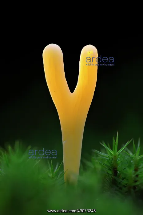 : Spindles. Close up of the mushroom Clavaria argillacea : Spindles. Close up of the mushroom Clavaria argillacea