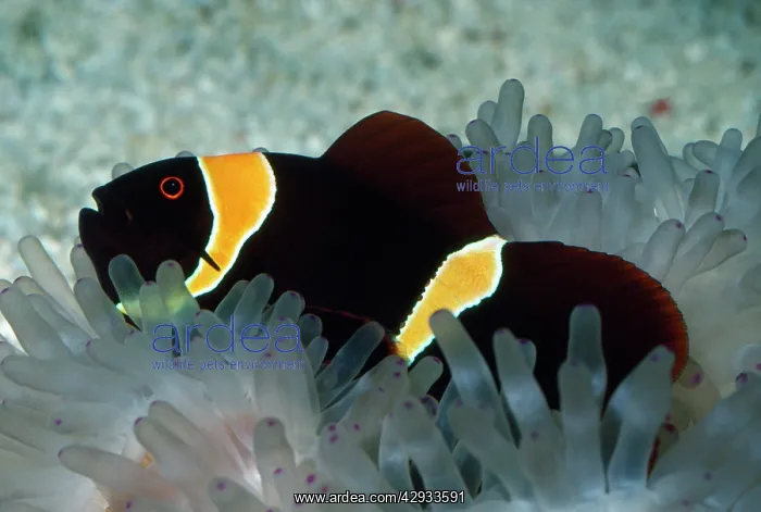 : Spine-cheek ANEMONE FISH / CLOWN FISH - in Sea Anemone : Spine-cheek ANEMONE FISH / CLOWN FISH - in Sea Anemone