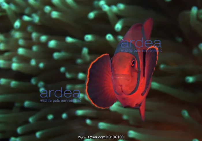 : Spine-cheeked Clownfish : Spine-cheeked Clownfish