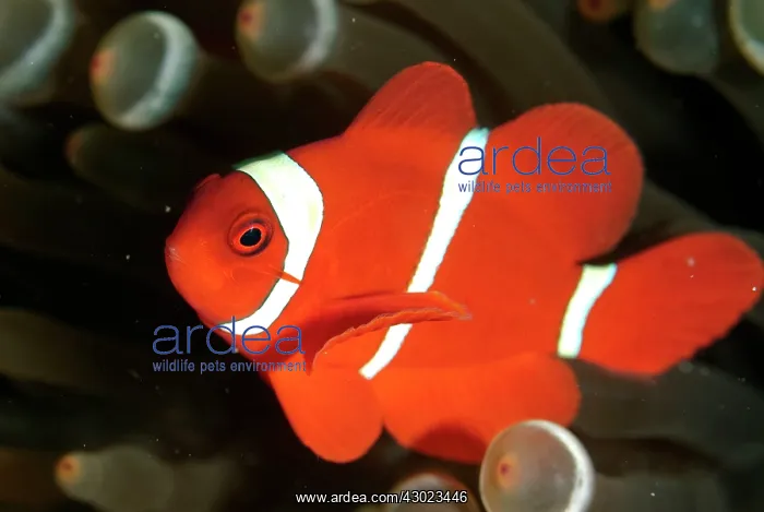 : Spinecheek Anemonefish : Spinecheek Anemonefish