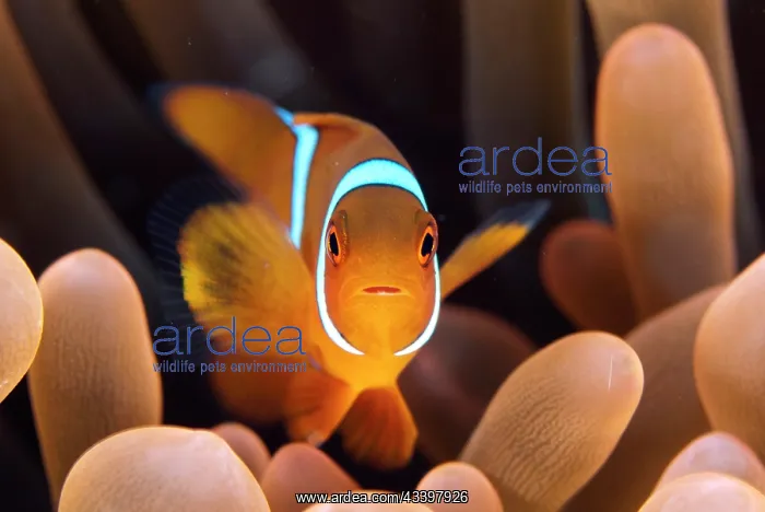  : Spinecheek Anemonefish