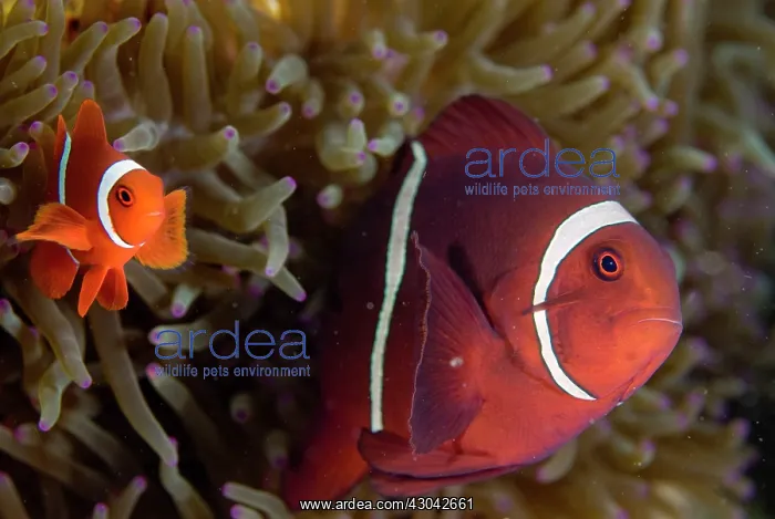 : Spinecheek Anemonefish in Anemone : Spinecheek Anemonefish in Anemone