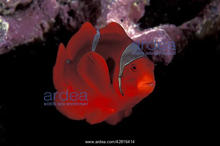 : Spinecheek anemonefish, female, Premnas biaculeatus, Walindi : Spinecheek anemonefish, female, Premnas biaculeatus, Walindi