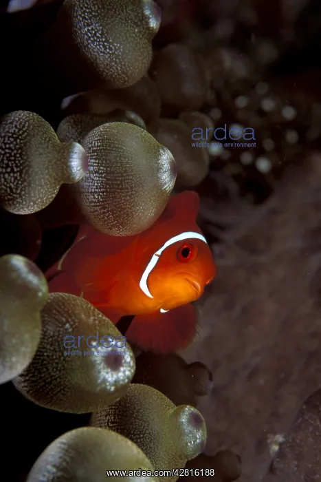: Spinecheek anemonefish, male, Premnas biaculeatus, Walindi : Spinecheek anemonefish, male, Premnas biaculeatus, Walindi