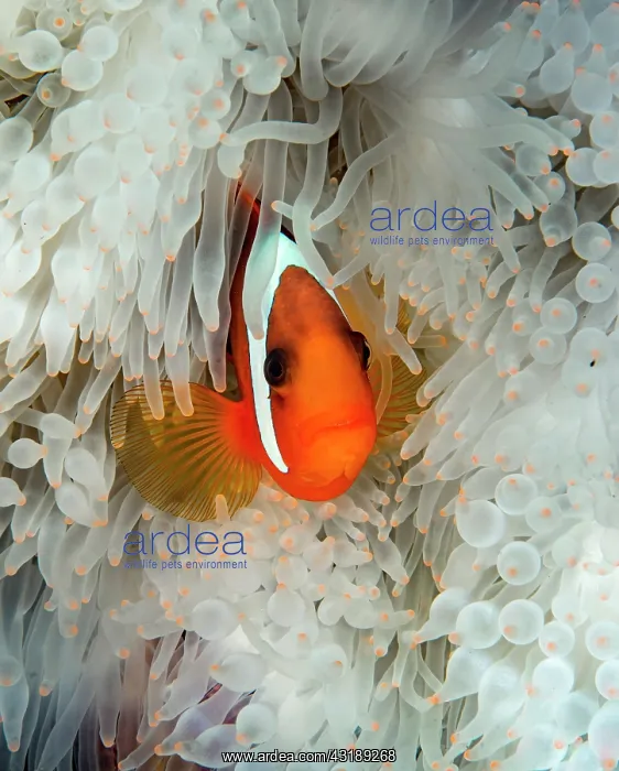 : Spinecheek anemonefish (Premnas biaculeatus) in : Spinecheek anemonefish (Premnas biaculeatus) in