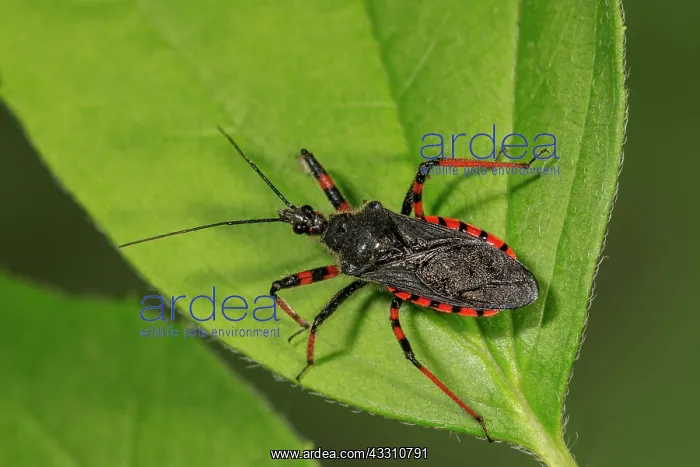 : Spined assassin bug (Rhynocoris annulatus) on leaf : Spined assassin bug (Rhynocoris annulatus) on leaf