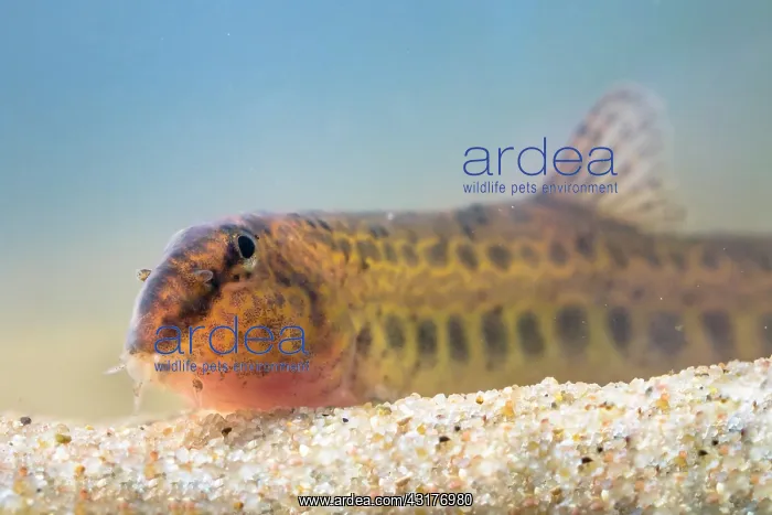 : Loach. Spined Loach (Cobitis taenia) resting on sandy bottom of a slow flowing river : Loach. Spined Loach (Cobitis taenia) resting on sandy bottom of a slow flowing river