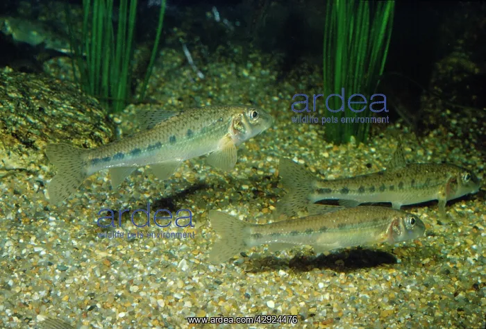 : Spined Loach - freshwater : Spined Loach - freshwater