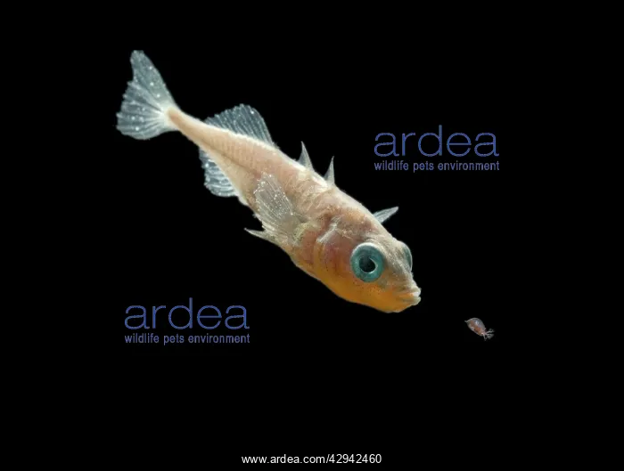 : Three spined stickleback - male feeding : Three spined stickleback - male feeding