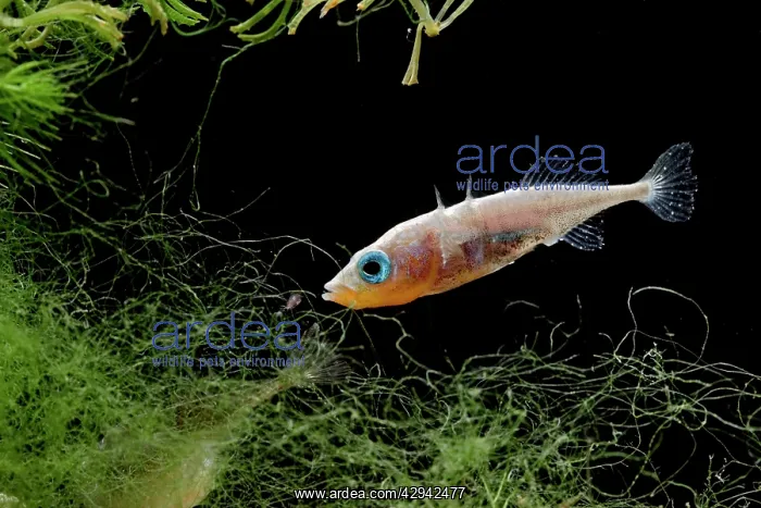 : Three spined stickleback - male feeding : Three spined stickleback - male feeding