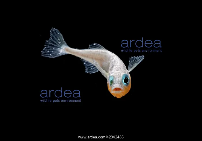 : Three spined stickleback - male turning : Three spined stickleback - male turning