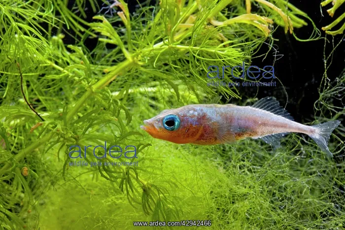 : Three spined stickleback - male in weeds : Three spined stickleback - male in weeds