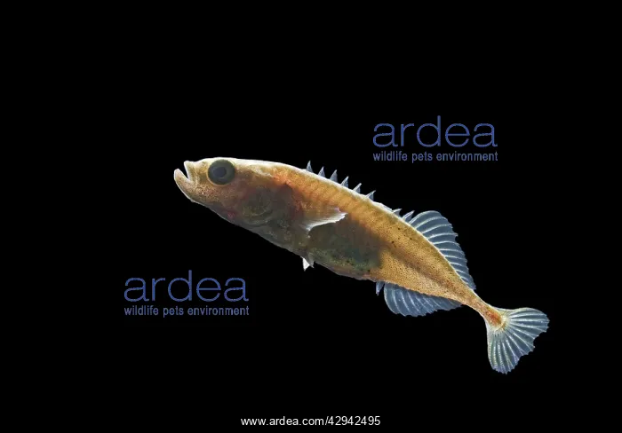  : Nine spined stickleback  /  Ten spined stickleback - male