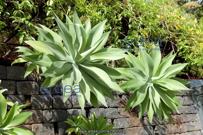 : Spineless Century Plant : Spineless Century Plant