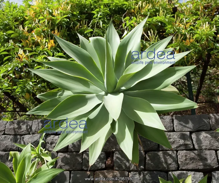 : Spineless Century Plant : Spineless Century Plant
