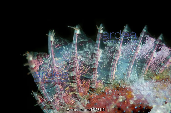 : Spines of Scorpionfish : Spines of Scorpionfish