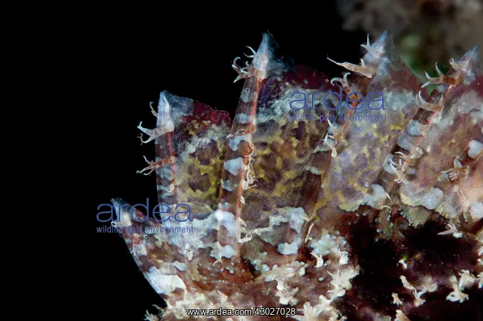 : Spines of Scorpionfish Seraya shore dive, Bali, Indonesia : Spines of Scorpionfish Seraya shore dive, Bali, Indonesia