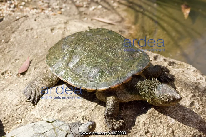 : Spiney Neck Turtle, Acanthochelys spixii : Spiney Neck Turtle, Acanthochelys spixii