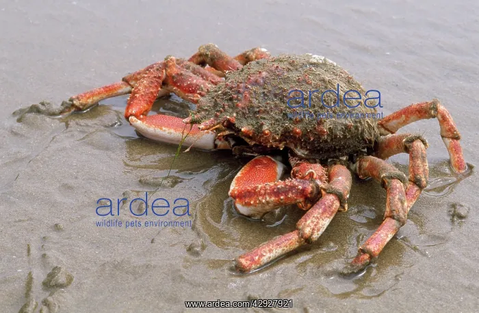 : Spiney Spider Crab : Spiney Spider Crab