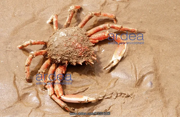 : SPINEY SPIDER CRAB - on beach : SPINEY SPIDER CRAB - on beach