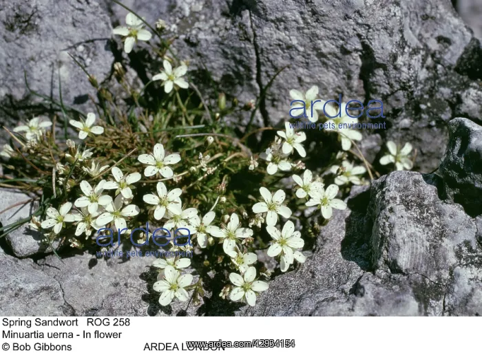 : Sping SANDWORT - in flower : Sping SANDWORT - in flower