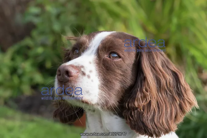  : Spinger Spaniel