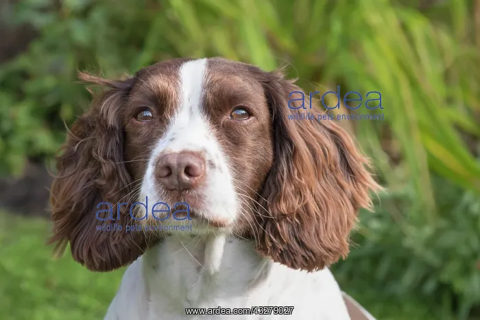  : Spinger Spaniel