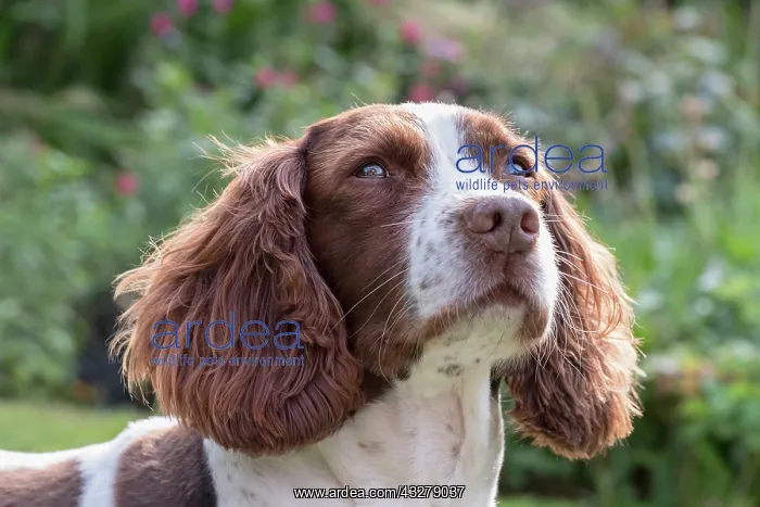  : Spinger Spaniel