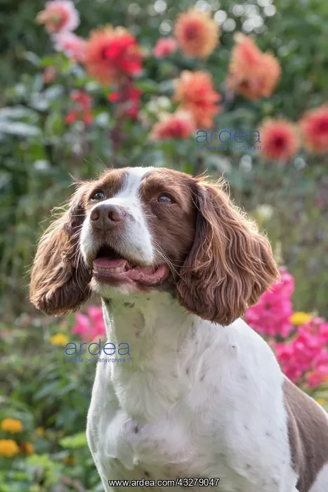  : Spinger Spaniel