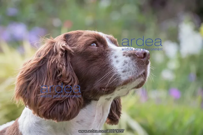  : Spinger Spaniel