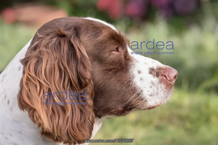  : Spinger Spaniel