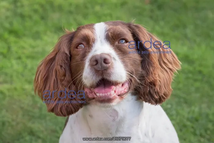  : Spinger Spaniel