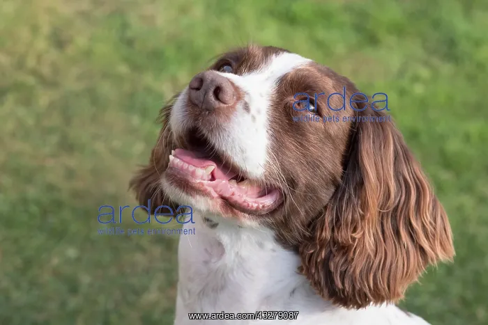  : Spinger Spaniel