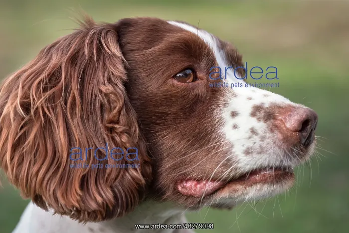  : Spinger Spaniel