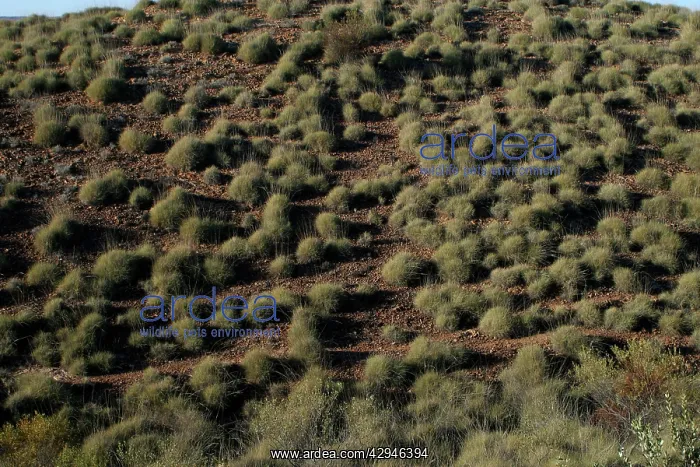 : Spinifex covered hillside : Spinifex covered hillside