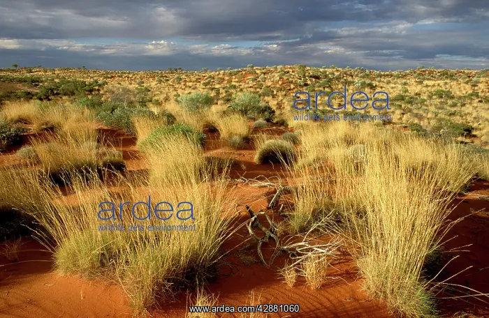 : Spinifex and desert oak on Canning Stock Route : Spinifex and desert oak on Canning Stock Route