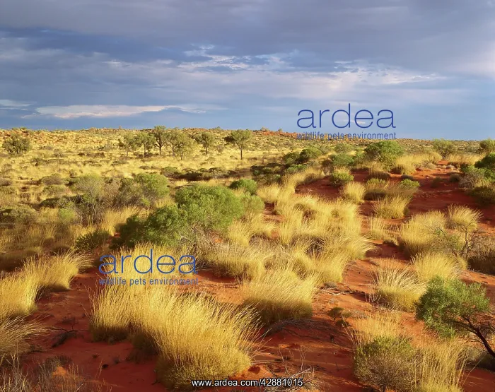 : Spinifex, desert oaks and sand dunes (Triodia sp : Spinifex, desert oaks and sand dunes (Triodia sp