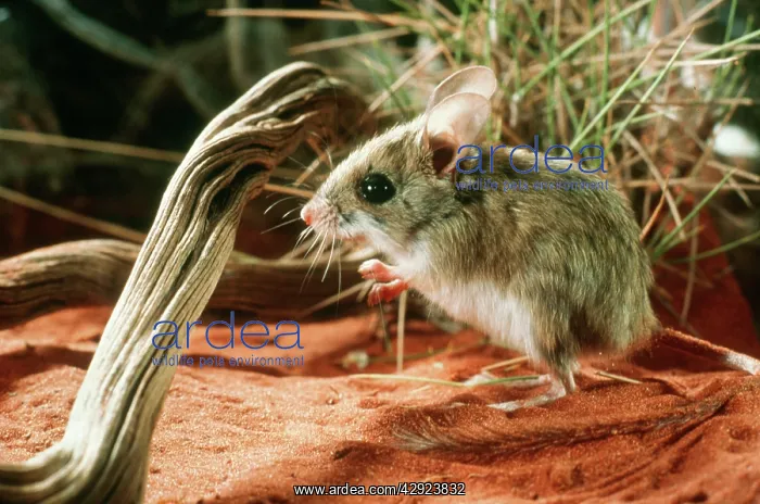 : Spinifex Hopping-mouse : Spinifex Hopping-mouse
