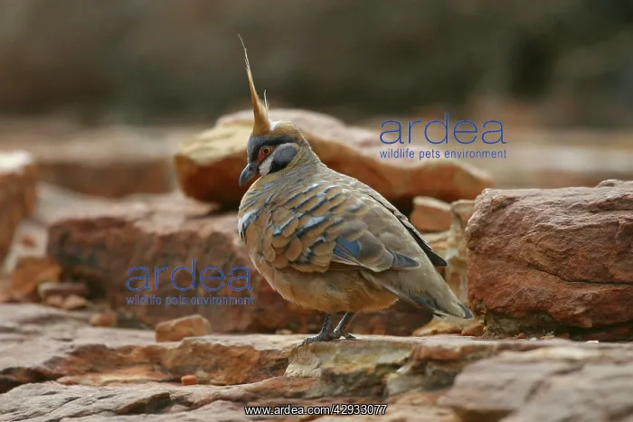 : Spinifex Pigeon : Spinifex Pigeon