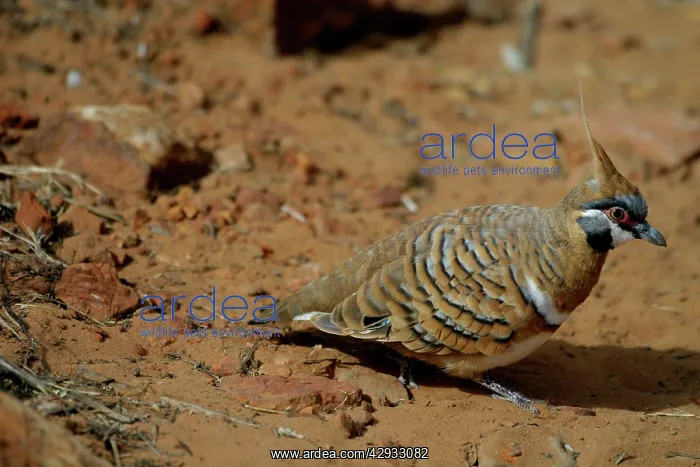 : Spinifex Pigeon : Spinifex Pigeon