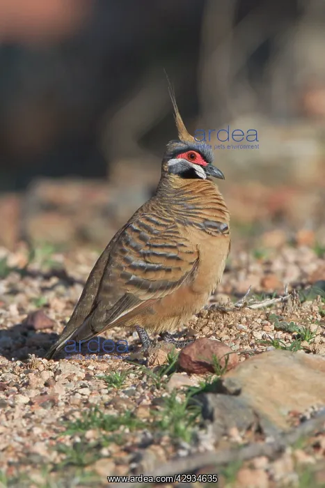 : Spinifex Pigeon : Spinifex Pigeon