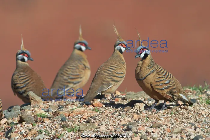 : Spinifex Pigeon : Spinifex Pigeon
