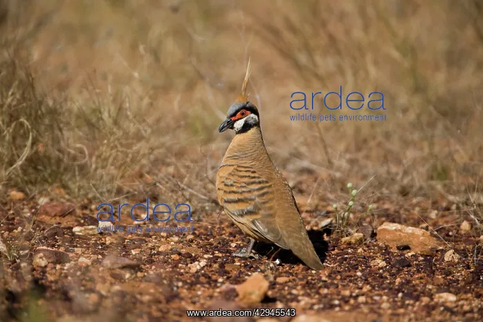 : Spinifex Pigeon : Spinifex Pigeon
