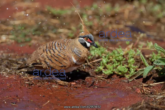 : Spinifex Pigeon : Spinifex Pigeon