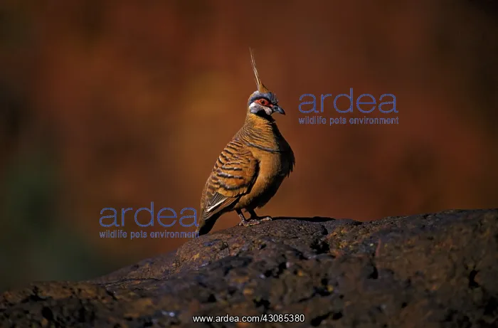 : Spinifex Pigeon : Spinifex Pigeon