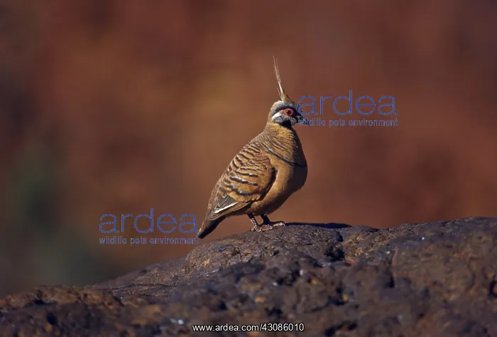 : Spinifex Pigeon : Spinifex Pigeon